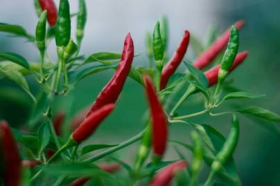 Sambal sebagai Bentuk Kebiasaan Makan Pedas Orang Indonesia