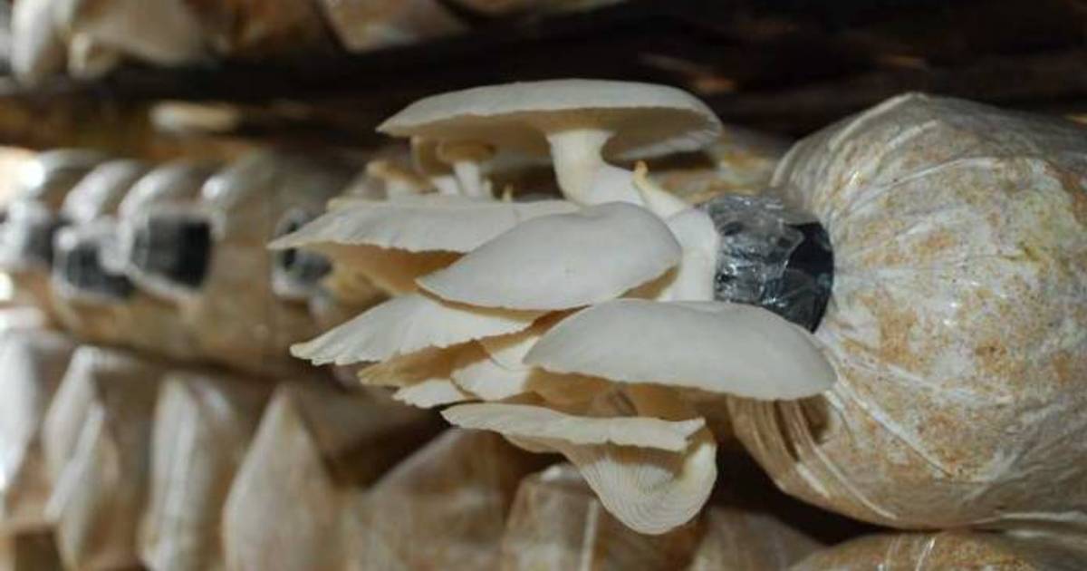 Pulau Jawa Dominasi Produksi Jamur Tiram 2024