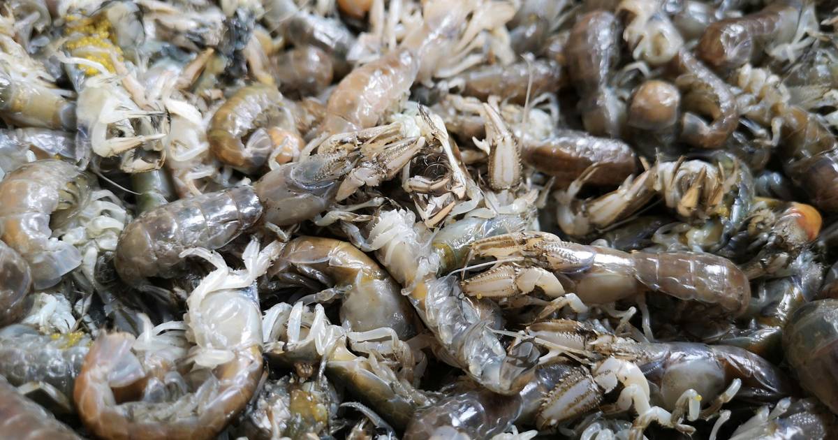 Ekspor Udang Hasil Tangkap Indonesia Meningkat pada 2024