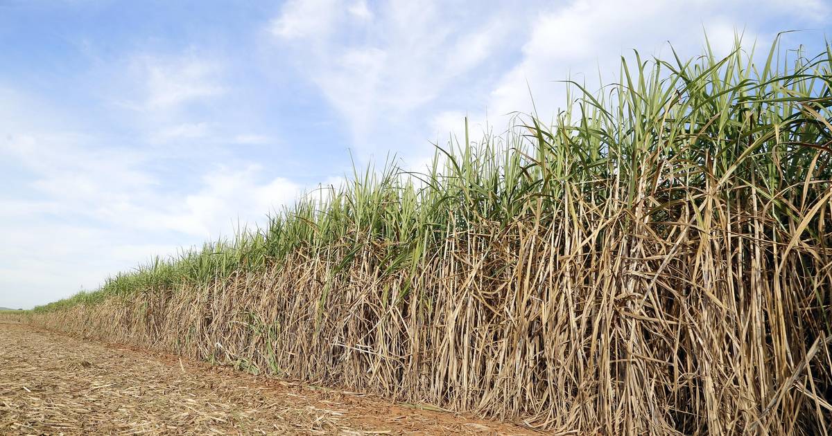 Jadi Negara Agraris, Mengapa Indonesia Masih Impor Komoditas Pertanian?
