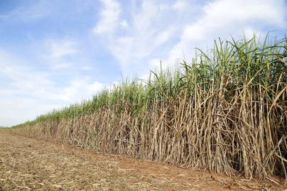 Jadi Negara Agraris, Mengapa Indonesia Masih Impor Komoditas Pertanian?