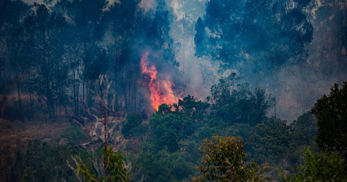 Kebakaran Jadi Penyebab Utama Deforestasi 2024