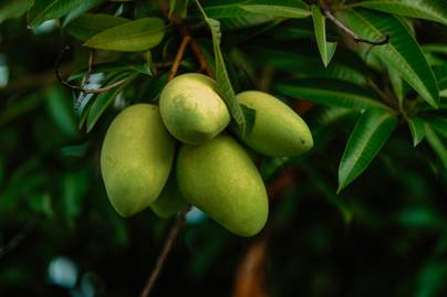 Indonesia Jadi Negara Produsen Mangga Terbanyak Ke-2 di Dunia 2024