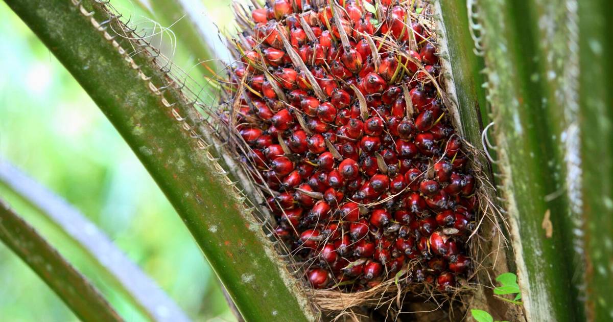 Sebaran Perusahaan Perkebunan Kelapa Sawit Indonesia 2024