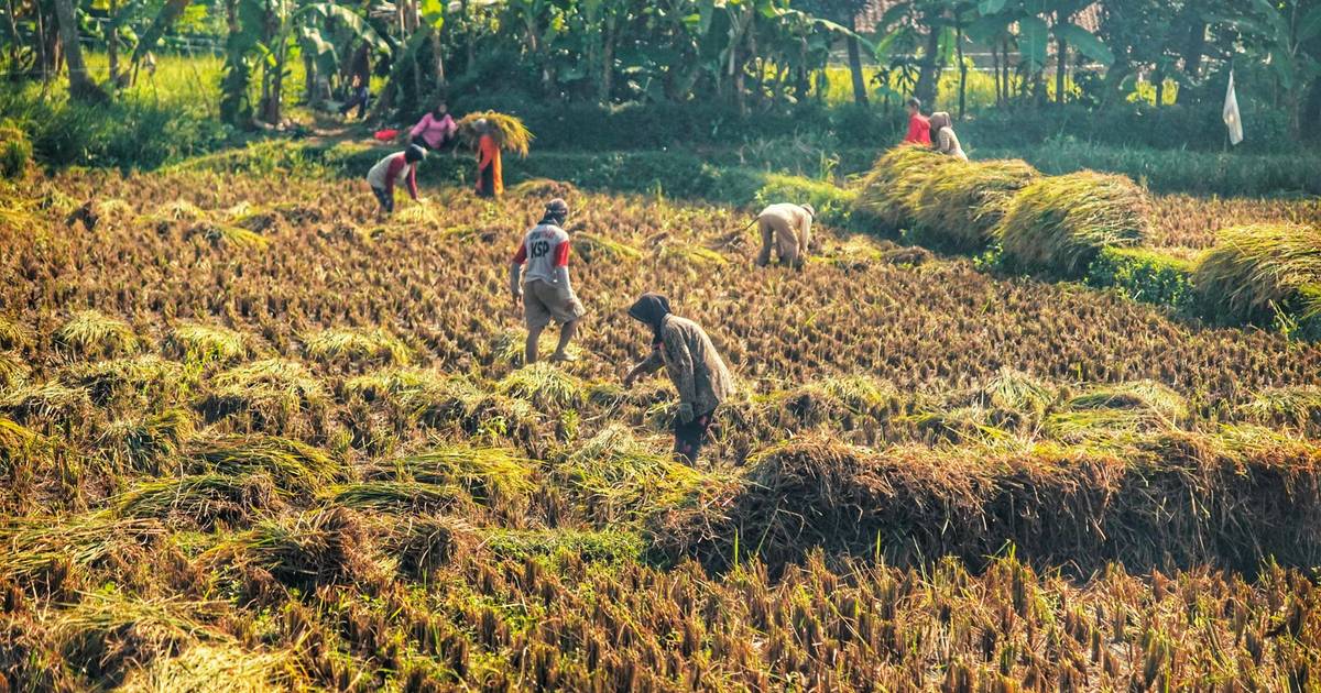 Seberapa Besar Peran Pemerintah Tingkatkan Produktivitas Padi?