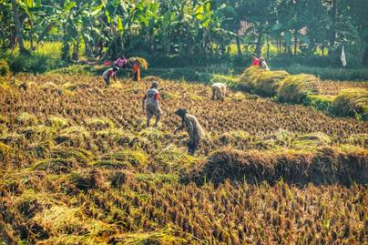 Seberapa Besar Peran Pemerintah Tingkatkan Produktivitas Padi?