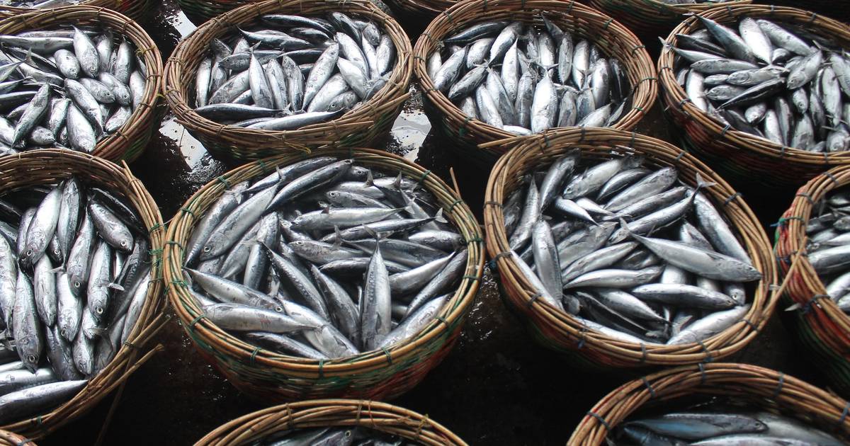 Simak Komoditas Perikanan Laut dengan Volume Produksi Tertinggi 2024