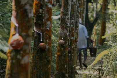 Indonesia dan Thailand Kuasai 50% Produksi Karet Alam Dunia