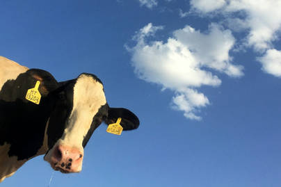 Sapi Dominasi 69% Produksi Kulit Global