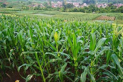 Produksi Jagung Indonesia Meningkat! Simak Pergerakannya Setiap Tahun