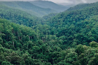 Luas Hutan Indonesia Tembus 95 Juta Ha, Terbesar di ASEAN 2025