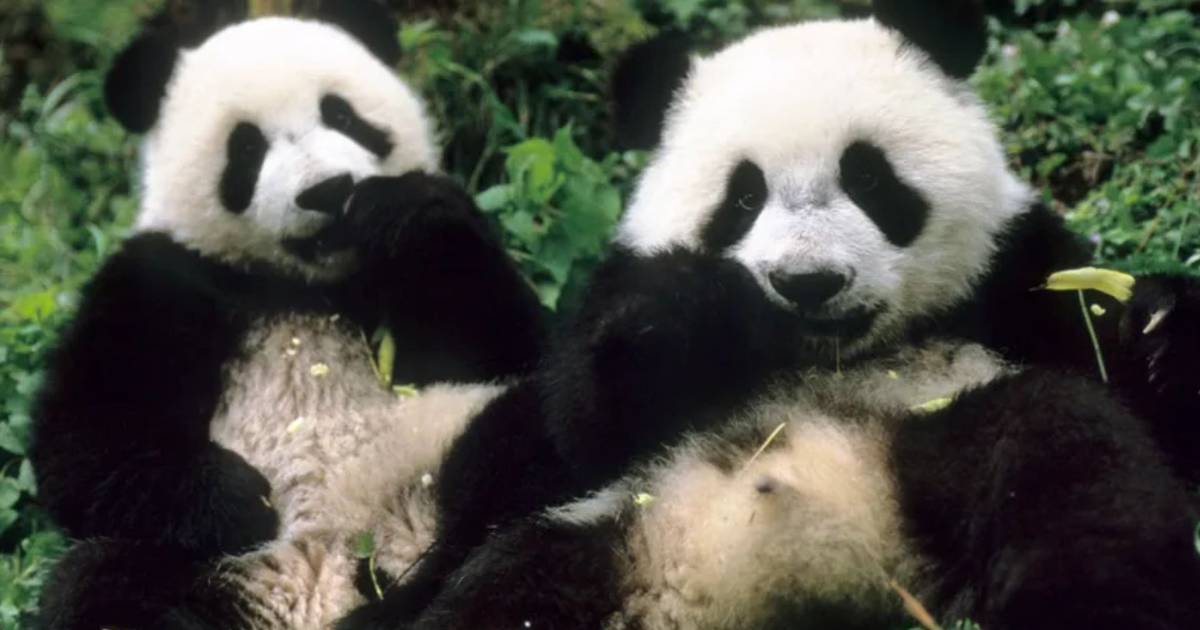 Rio dari Bogor: Harapan Baru Konservasi Panda Raksasa