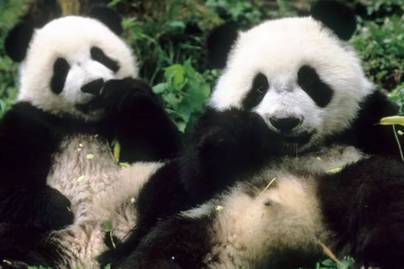 Rio dari Bogor: Harapan Baru Konservasi Panda Raksasa