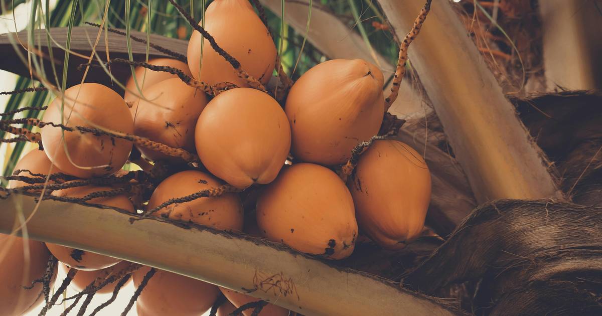 Harga Kelapa dan Produk Olahannya Naik, Apa Dampaknya Bagi UMKM?