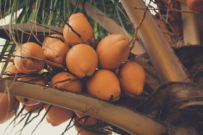 Harga Kelapa dan Produk Olahannya Naik, Apa Dampaknya Bagi UMKM?