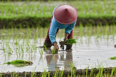 Indonesia Disebut Swasembada Beras, Produksi 2025 Kembali Naik