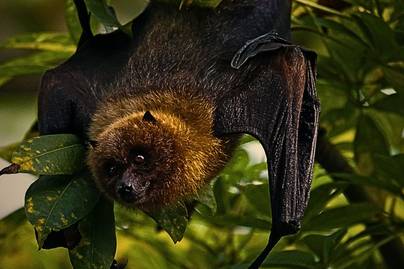 Virus Nipah Masuk Daftar Penyakit Prioritas WHO