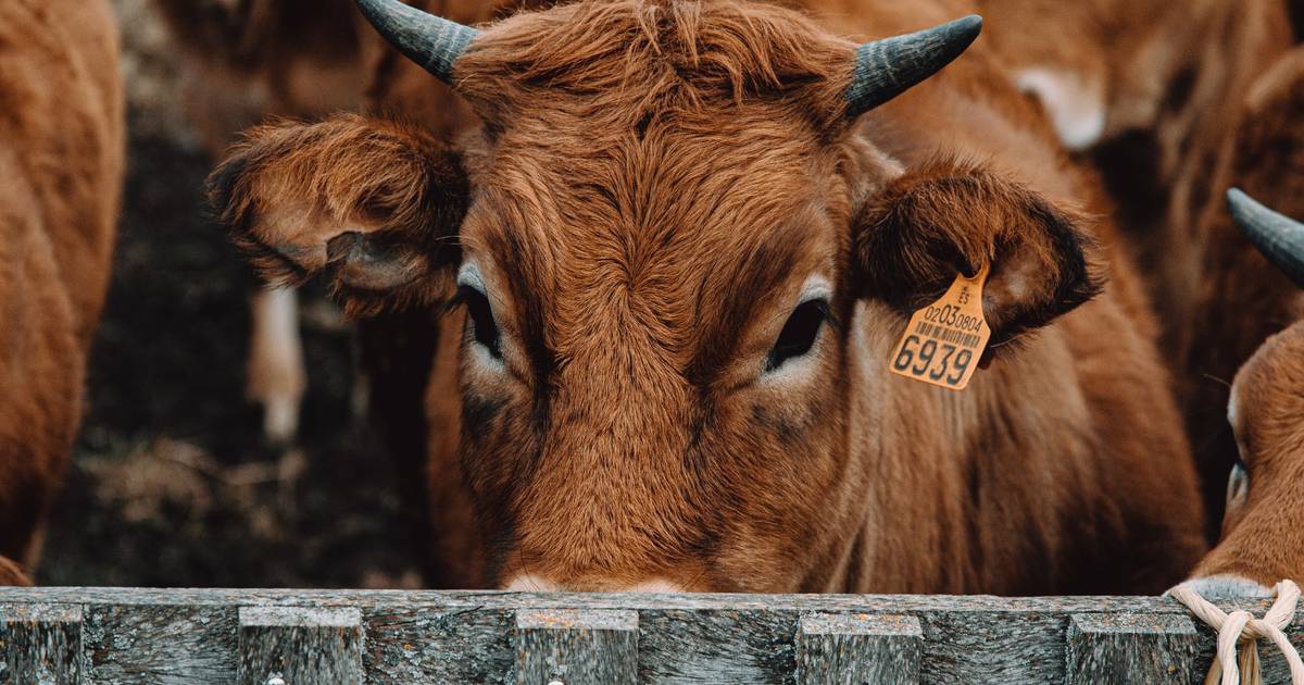 Harga Daging Sapi Menjelang Puasa 2026 di Pasar Modern