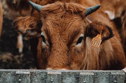 Harga Daging Sapi Menjelang Puasa 2026 di Pasar Modern