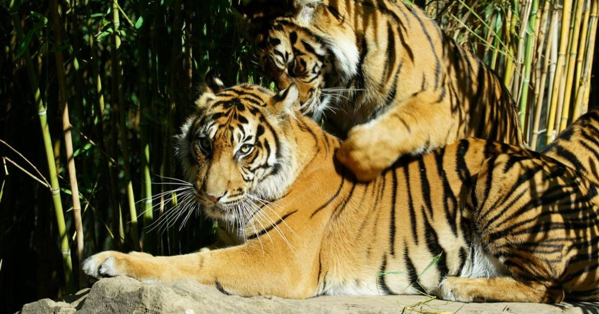 Indonesia Jadi Rumah 793 Spesies Mamalia, Terbanyak di Dunia