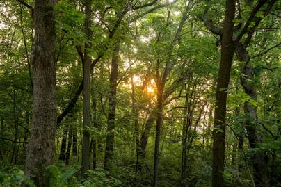 10 Provinsi Paling Minim Deforestasi 2025