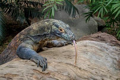 Taman Nasional Komodo Batasi Kuota 1.000 Wisatawan per Hari, Solusi Nyata atau Sekadar Penyesuaian Angka?