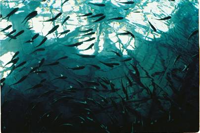 Populasi Ikan Sapu-Sapu Meledak, Mengapa Disebut Hama di Perairan Indonesia?