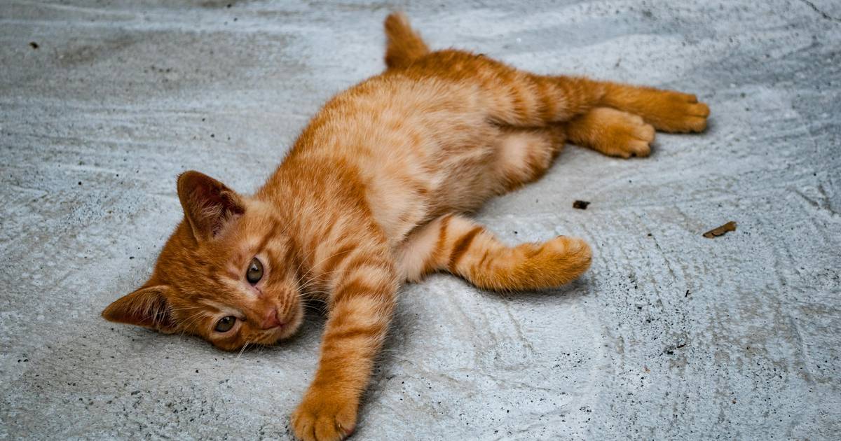 63% Publik RI Punya Hewan Peliharaan untuk Atasi Stres