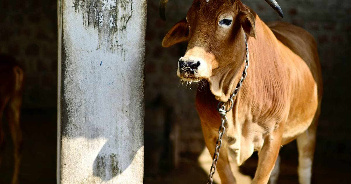 Harga Sapi Kurban 2026 Mulai Rp6 Juta, Ini Perkiraan Harga Berdasarkan Jenis Sapi