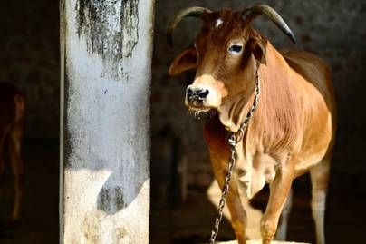 Harga Sapi Kurban 2026 Mulai Rp6 Juta, Ini Perkiraan Harga Berdasarkan Jenis Sapi