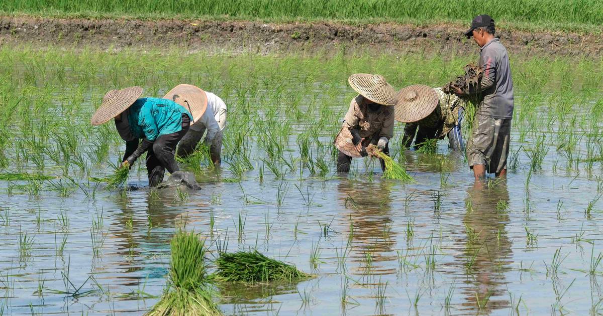 Tenaga Kerja Informal Sektor Pertanian Tembus 86%, Papua Pegunungan Tertinggi!