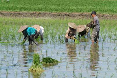 Tenaga Kerja Informal Sektor Pertanian Tembus 86%, Papua Pegunungan Tertinggi!