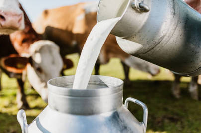 Produksi Susu Segar Indonesia Tembus 821 Ribu Ton per 2025, Jawa Timur Tertinggi