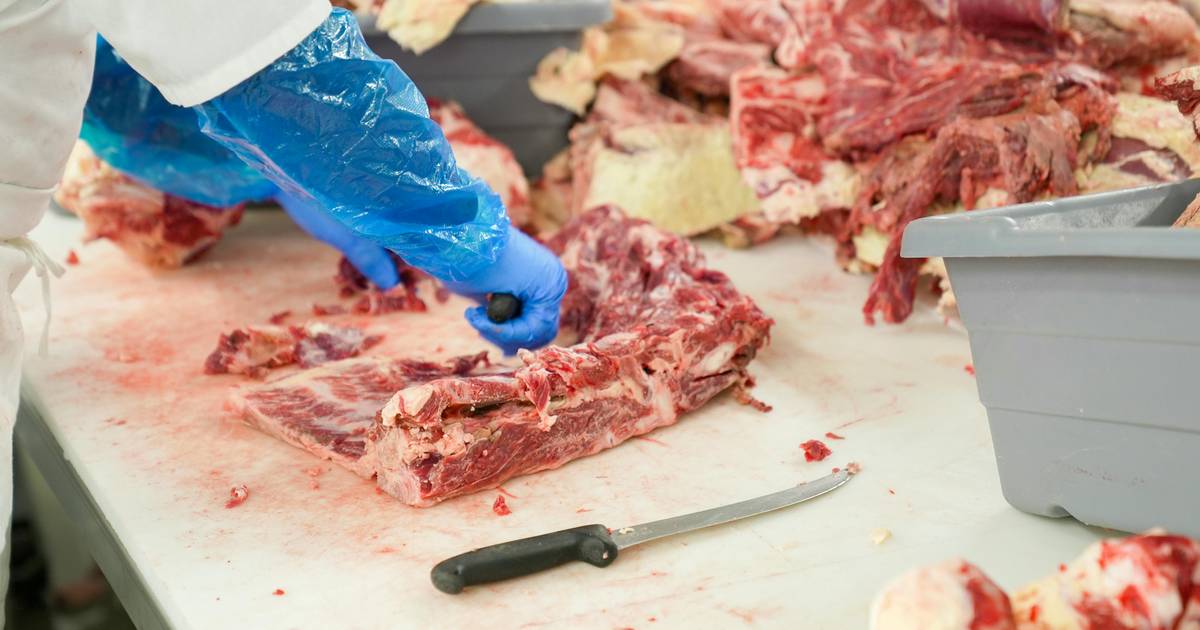 Produksi Daging Sapi di Indonesia Kembali Naik pada 2025, Nyaris Sentuh 500 Ribu Ton