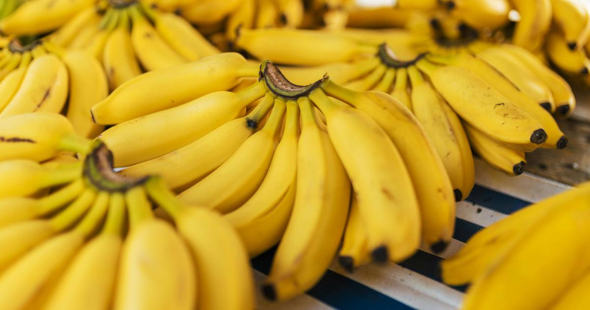 Produksi Pisang di Indonesia Tembus 98 Juta Kuintal 2025, Jawa Timur Jadi Produsen Terbesar
