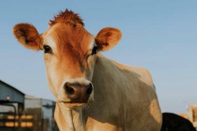 7 Wilayah dengan Jumlah Sapi Potong Terbanyak di Jabar 2025, Cianjur Memimpin