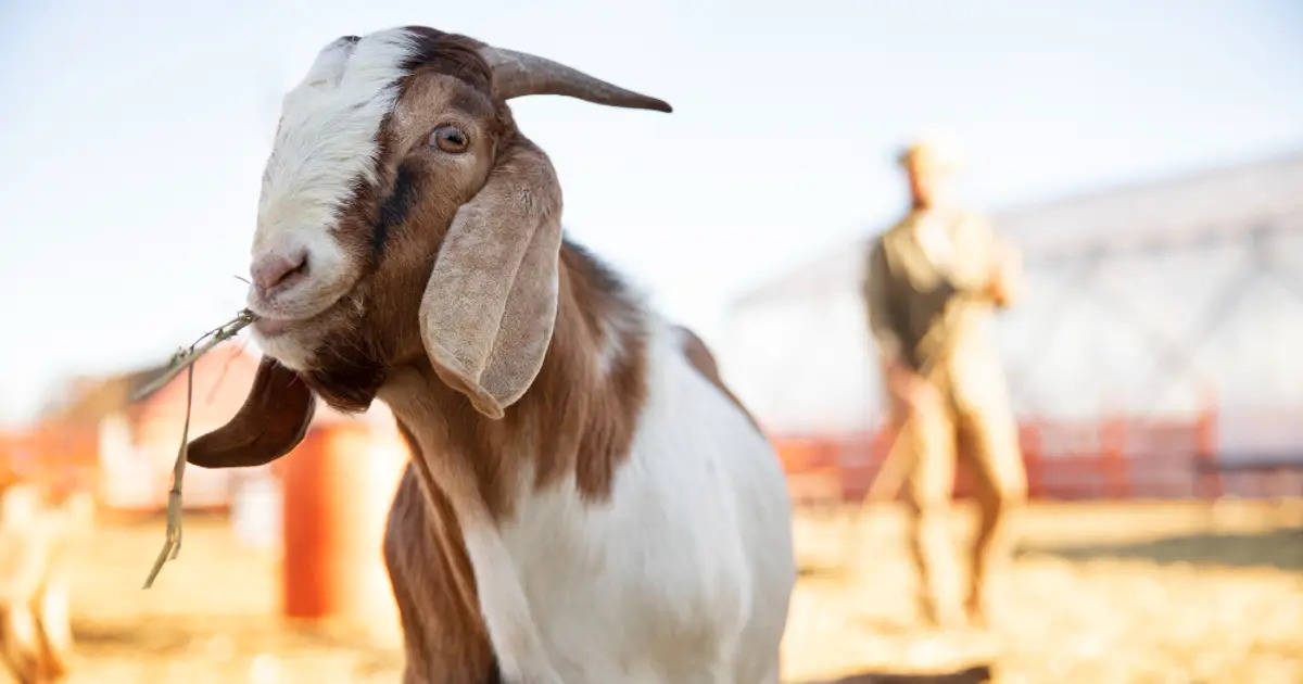 7 Wilayah dengan Jumlah Kambing Terbanyak di Jawa Tengah, Wonogiri di Puncak