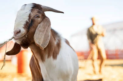 7 Wilayah dengan Jumlah Kambing Terbanyak di Jawa Tengah, Wonogiri di Puncak