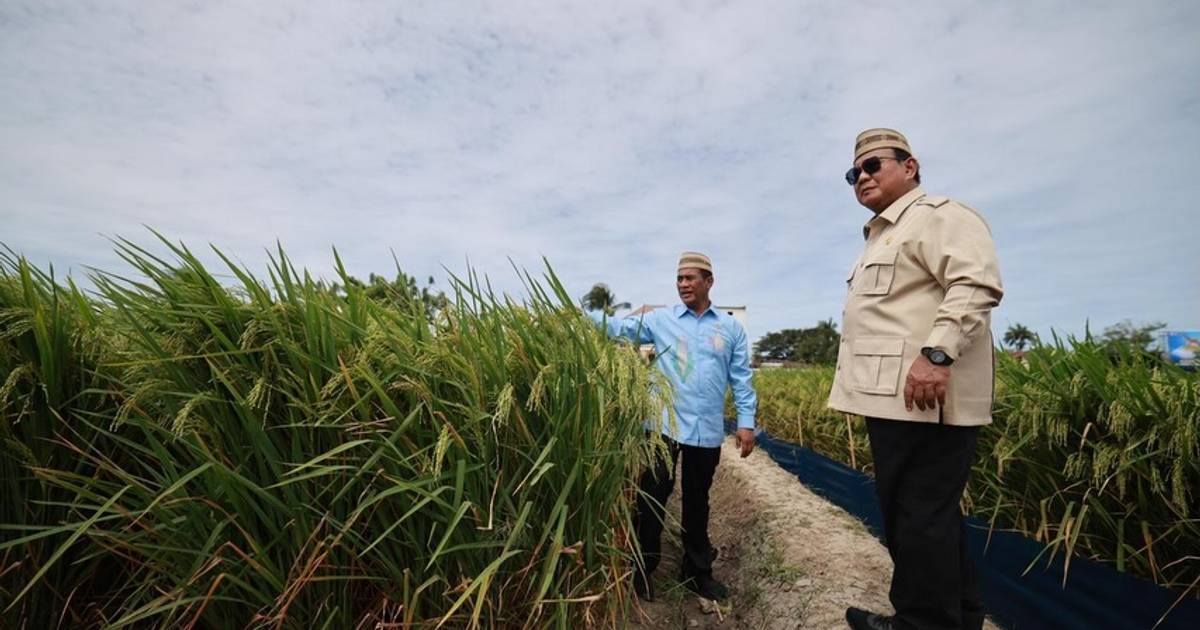 Benarkah Klaim Presiden Prabowo tentang Produksi Padi dan Jagung RI Tertinggi Sepanjang Sejarah? Ini Fakta Angka BPS