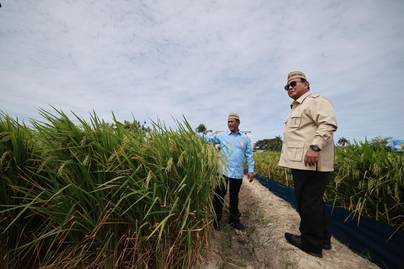 Benarkah Klaim Presiden Prabowo tentang Produksi Padi dan Jagung RI Tertinggi Sepanjang Sejarah? Ini Fakta Angka BPS