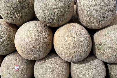 Jawa Timur Jadi Provinsi Penghasil Melon Terbesar, Produksinya Capai 605 Kuintal pada 2025