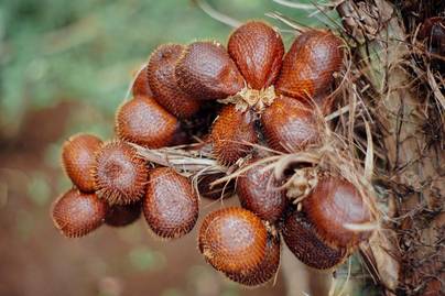 Jawa Tengah Jadi Raja Salak Indonesia, Produksi 2025 Tembus 4 Juta Kuintal