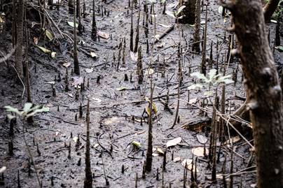 Dunia Peringati Hari Mangrove, Berapakah Luas Mangrove di Indonesia dan Dunia?