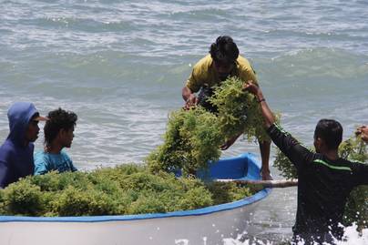 Rumput Laut Indonesia Bebas Tarif Tambahan AS, Peluang Ekspor Makin Besar