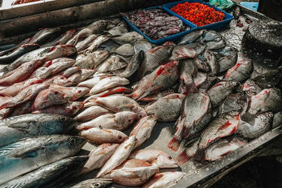 Sulawesi Utara Jadi Konsumen Ikan Terbesar 2025