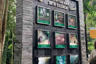 Tahura di Indonesia Tersebar di Mana Saja? Ini Daerah Terluasnya