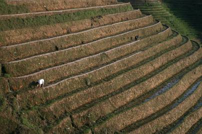 5 Daerah dengan Sawah Puso Terluas pada 2026, Provinsi Mana Saja?