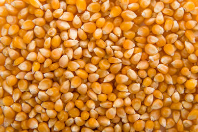 10 Provinsi Sentra Produksi Jagung Indonesia Januari-Oktober 2026