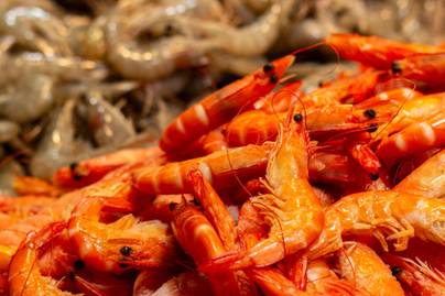Tembus 10%, Udang Jadi Komoditas Tangkap Laut dengan Pertumbuhan Tertinggi pada Triwulan II 2026
