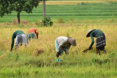 10 Provinsi dengan Nilai Tukar Petani Tertinggi pada September 2026